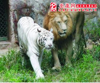 周公解梦：梦见狮子老虎是什么意思？