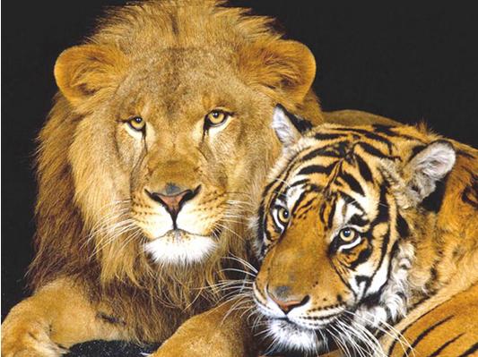周公解梦：梦见狮子老虎是什么意思？