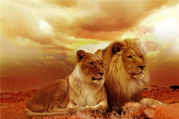 周公解梦：梦见狮子，预示会嫁给位高权重男人